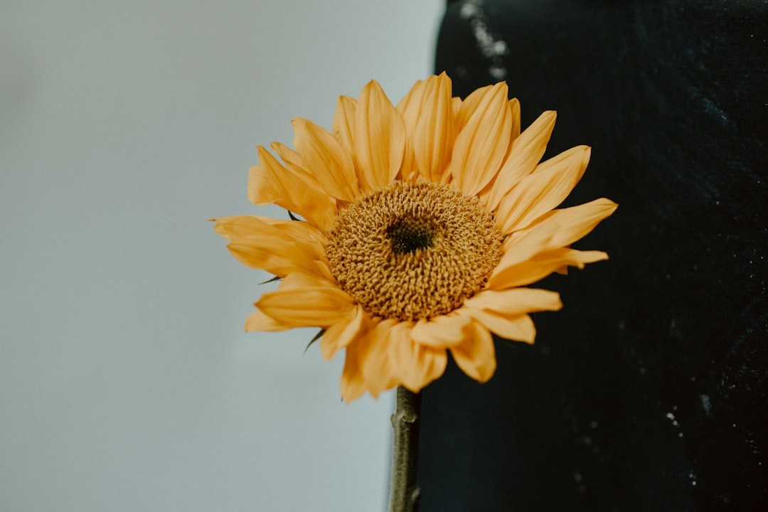 yellow sunflower in close up photography